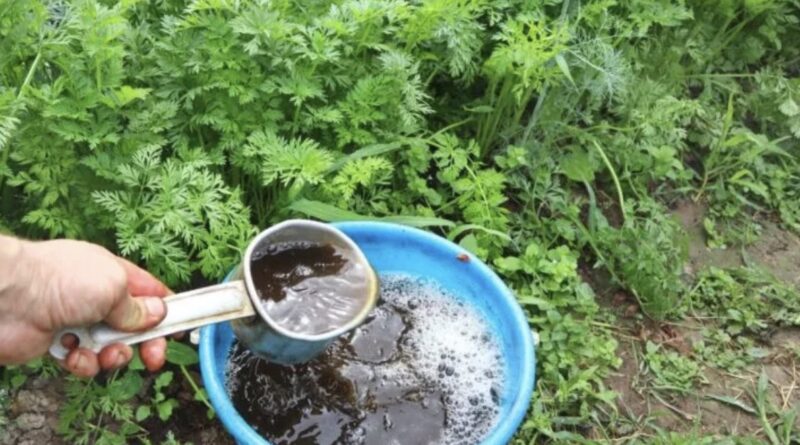 Чим підживити моркву, щоб була великою, солодкою і без тріщин: поради городникам.