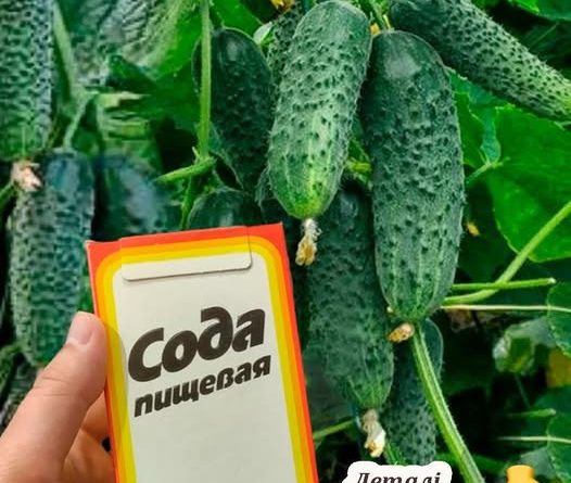 Навіщо поливати огірки содою, та як правильно приготовити цей розчин